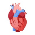 Anatomical heart isolated. Royalty Free Stock Photo