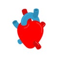 Anatomical heart isolated. Ventricles and atria. Aorta and veins