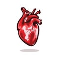 Anatomical heart vector