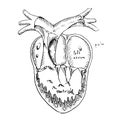 Anatomical heart - vector detailed illustration, human organ. Sketch anatomy drawing, cardiology. medical health, blood