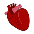 Anatomical Heart Vector Royalty Free Stock Photo