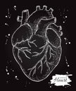 Anatomical human heart. Engraved detailed illustration. Hand drawn