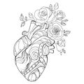 Anatomical human heart with flowers roses Line drawing vector illustration.Mechanical human heart Royalty Free Stock Photo