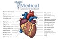 Anatomical Human heart hand drawn poster with inscription of ve