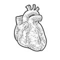 Anatomical human heart sketch vector illustration Royalty Free Stock Photo