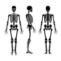 Anatomical human skeleton, in three positions.