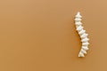 Anatomical human spine skeleton model. Spinal health and diseases concept