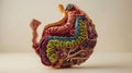 Anatomical human stomach depiction, showing complex layers in vivid colors on neutral background Royalty Free Stock Photo