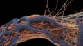 Anatomical human venous system close-up, dark background. AI generated.