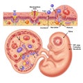 An anatomical illustration of a developing embryo with labeled sections. The upper Royalty Free Stock Photo