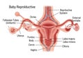 Anatomical illustration of the female reproductive system labeled Royalty Free Stock Photo