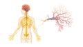Human Brain and Spinal Cord Nervous System Anatomy, vector design Generative AI Royalty Free Stock Photo