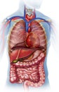 Anatomical illustration of the human body