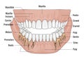 An anatomical illustration of human dentition, displaying both the Royalty Free Stock Photo