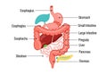Anatomical illustration of the human digestive system featuring Royalty Free Stock Photo
