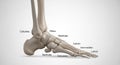 Bone lengths and joints aiding in understanding foot mechanics Royalty Free Stock Photo