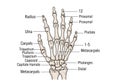 An anatomical illustration of a human hand\'s skeletal structure. Royalty Free Stock Photo