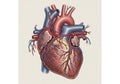 Anatomical illustration of a human heart, Royalty Free Stock Photo