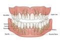 An anatomical illustration of human jaws displays both the upper Royalty Free Stock Photo