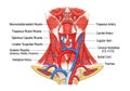An anatomical illustration of the human neck. Key structures Royalty Free Stock Photo
