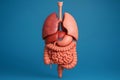 Anatomical model of human torso organs on a blue background Royalty Free Stock Photo