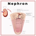 anatomical illustration of nephron. human anatomy. kidney Royalty Free Stock Photo