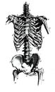 Anatomical illustration of a skeleton