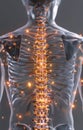 Anatomical image : visual of spine, intricate structure and alignment of vertebrae, highlighting importance of spinal