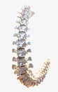 Anatomical image : visual of spine, intricate structure and alignment of vertebrae, highlighting importance of spinal