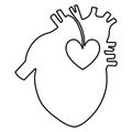 Anatomical lineart image of a human`s heart. ÃÂ¡ontinuous line drawing. Isolated on white background