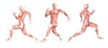 Anatomical man running muscles Royalty Free Stock Photo