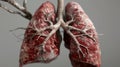 Anatomical Marvel: Lifelike Human Lung Model Showcasing Respiratory System Royalty Free Stock Photo