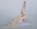 Anatomical model of bones of human foot