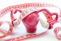 Anatomical model of female uterus ovaries with measuring tape symbolizing enlarged body and measurement. Diagnosis enlarged uterus