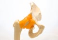 Anatomical model of hip joint with tendons and ligaments with femur and pelvis bones isolated on white background front ventral vi