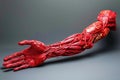 Anatomical Model of Human Arm Muscles and Tendons for Educational Purpose on Grey Background
