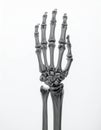 Anatomical Model of Human Hand Bones on White Background Study Aid Royalty Free Stock Photo