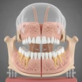 Anatomical Model of Human Upper and Lower Jaw with Teeth Royalty Free Stock Photo