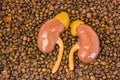 Anatomical model of kidneys with adrenals lies on scattered roasted coffee beans. Effect of coffee and caffeine on excretory funct Royalty Free Stock Photo