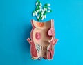 Anatomical model of large intestine and medina pills