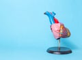 Anatomical model of the organ of the heart on a blue background, copy space. The concept of treatment and diseases of Royalty Free Stock Photo