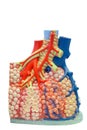 Anatomical model of the pulmonary and blood vessels of the human