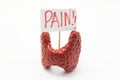 Anatomical model of thyroid gland with placard with inscription pain is on white background. Concept photo of pain, pain symptoms