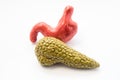 Anatomical models of pancreas and stomach lie close one by one on white background. Concept of digestive system and organs, where