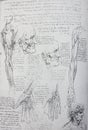 Anatomical notes. Face, head, wrist, hand. Manuscripts of Leonardo da Vinci in the vintage book Leonardo da Vinci by A.L.