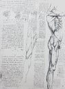 Anatomical notes. Leg, foot. Manuscripts of Leonardo da Vinci in the vintage book Leonardo da Vinci by A.L. Volynskiy, St.