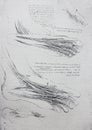 Anatomical notes. Leg, foot. Manuscripts of Leonardo da Vinci in the vintage book Leonardo da Vinci by A.L. Volynskiy, St.