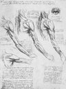 Anatomical notes, mechanics of hand muscles by Leonardo Da Vinci in a vintage book Leonard de Vinci, Eugene Muntz, 1899, Paris