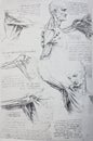 Anatomical notes. Profile, face, foot. Manuscripts of Leonardo da Vinci in the vintage book Leonardo da Vinci by A.L. Volynskiy,