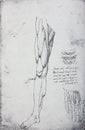 Anatomical notes. Profile, face, head. Manuscripts of Leonardo da Vinci in the vintage book Leonardo da Vinci by A.L. Volynskiy,